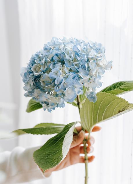 Las hortensias son la opción perfecta para las ocasiones más románticas/PEXELS