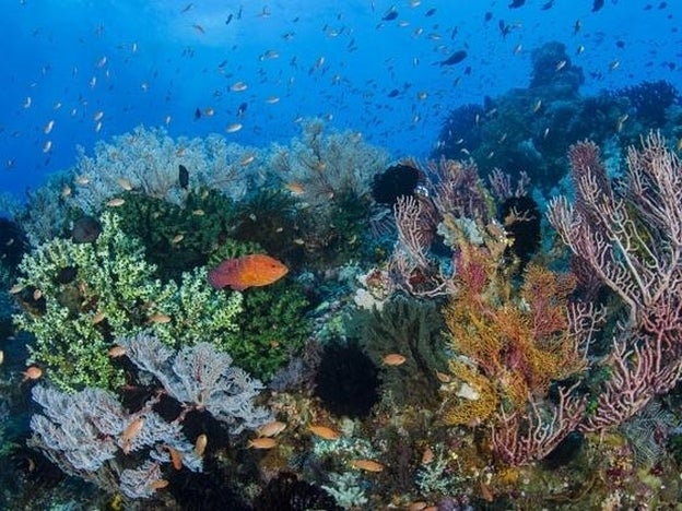 El agua del mar, una ayuda contra el sobrepeso