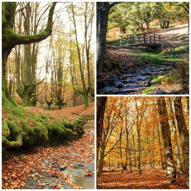 Escapadas de otoño: los bosques de España