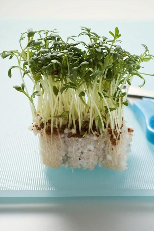 Alimento magnífico 3: berros