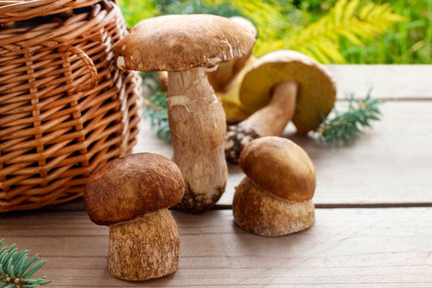 Alimento magnífico 2: Boletus edulis