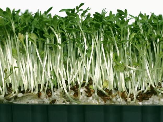 Los 7 alimentos magnificos para tu salud