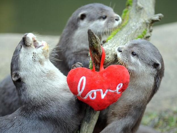 11 consejos para luchar contra el maltrato animal sin tener que hacerte vegano