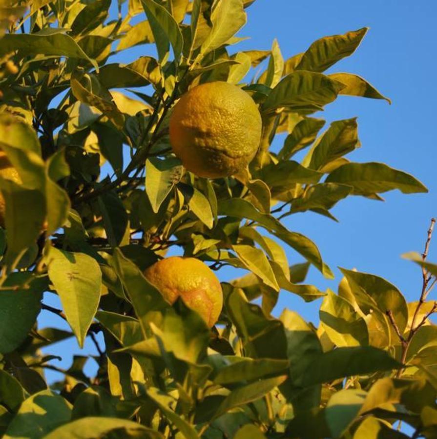 Alimentos termogénicos que adelgazan: naranja amarga