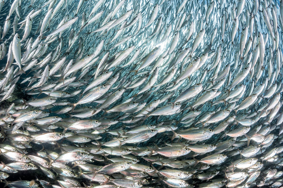 Alimentos contra el resfriado y la tos: pescado azul