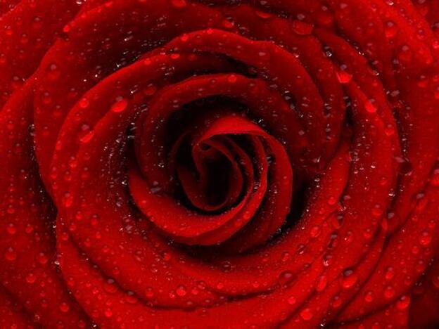 Significado de las flores: ¿para enamorar, pedir perdón o dar gracias?