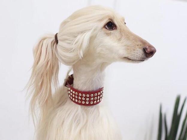 Adivina a que famosísima 'hija de' se parece esta perrita