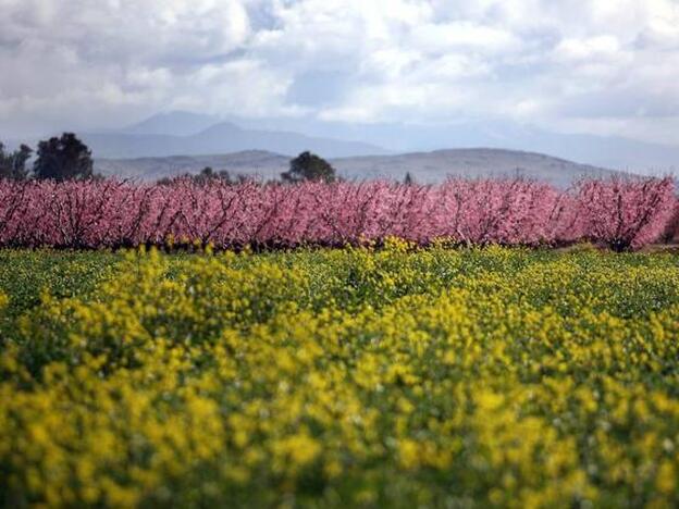 ¿Por qué la primavera la sangre altera?