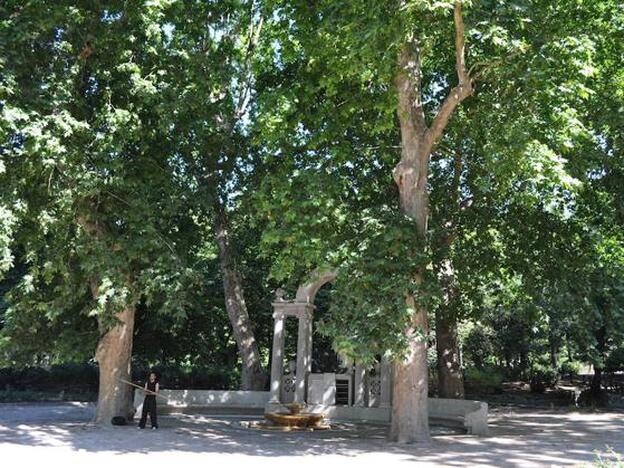 Alergias al polen del plátano de sombra y de las ortigas: se disparan por el buen tiempo