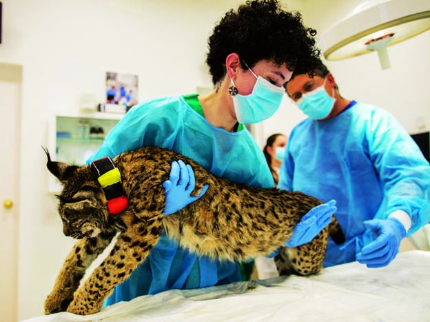 Yasmin El Bouyafrouri nació en Madrid y tiene 30 años. Desde hace año y medio es veterinaria del Centro de cría del lince ibérico El Acebuche.