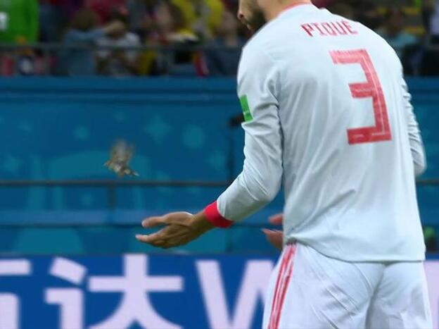 Mundial de Rusia 2018: Isco y Piqué salvan a un pájaro que estaba en el césped