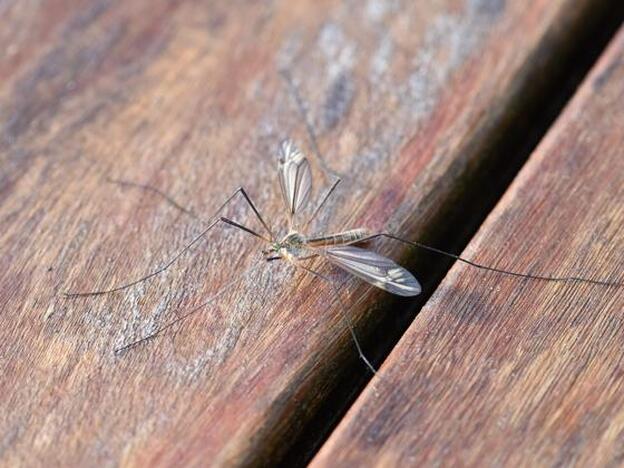 ¿Por qué a unas personas les pican más los mosquitos que a otras?
