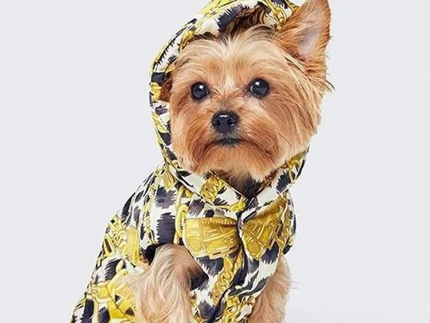 H&M y Moschino lanzan una línea de ropa para tu perro | Mujer Hoy