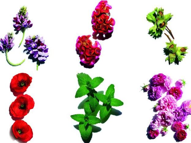 Los orígenes de lo natural