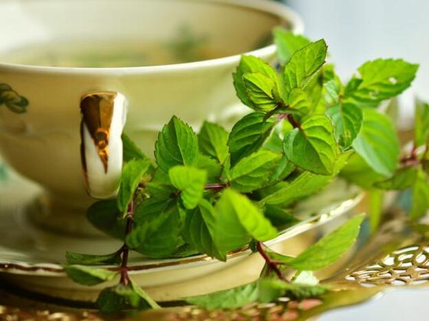 ¿Qué plantas medicinales no pueden faltar en tu despensa?