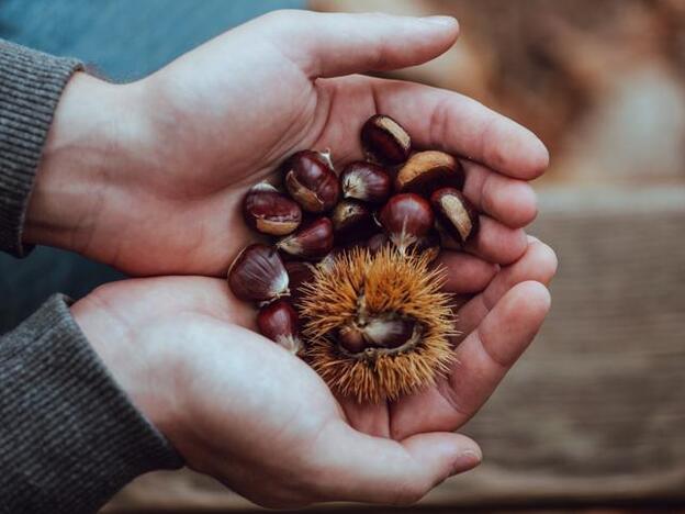 Beneficios de las castañas: el fruto estrella de la temporada