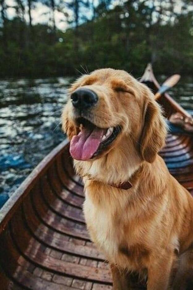 5 cosas que tu perro está tratando de decirte