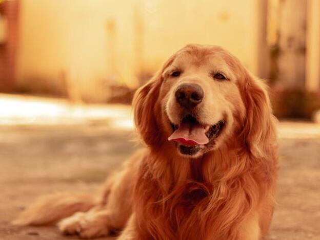 Perder a tu perro puede ser más doloroso que perder a una persona