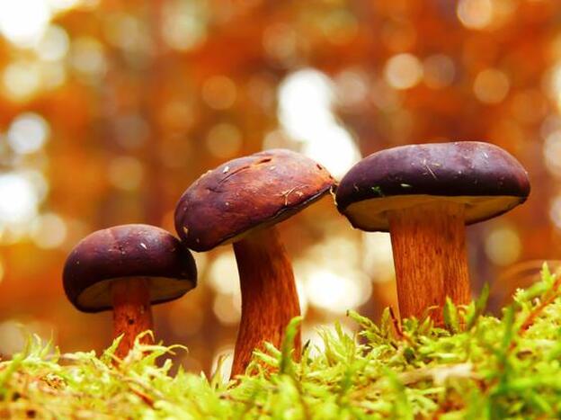 Comer setas podría ayudar a proteger al cerebro del envejecimiento