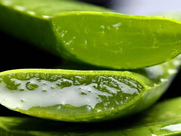 ¿Piensas que comer aloe vera es una locura? Tiene muchos beneficios