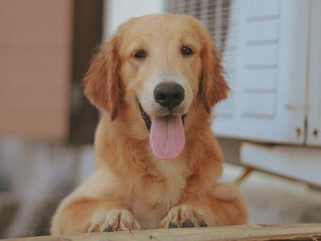 ¿Sabías que en España se registran 150.000 abandonos de mascotas cada año?