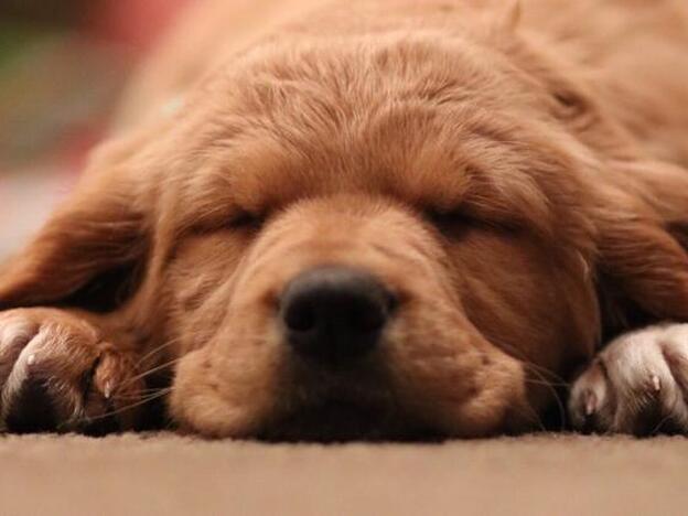 Día Internacional del Perro: ¡5 maneras de demostrarles que son uno más de la familia!