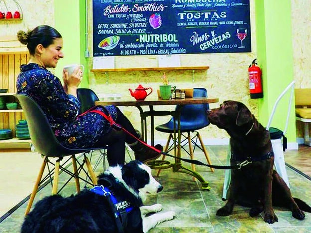 Un local pet friendly en una ciudad que también lo es: el Flow food de Gijón.