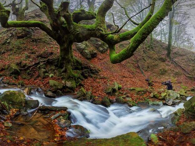 Los hayedos: el gran espectáculo del otoño
