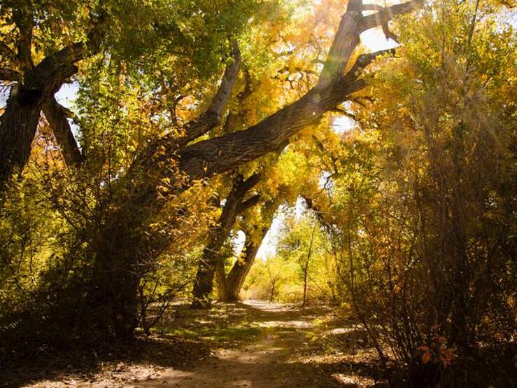 10 bosques maravillosos, ideales para una escapada y que en otoño están más bonitos que nunca