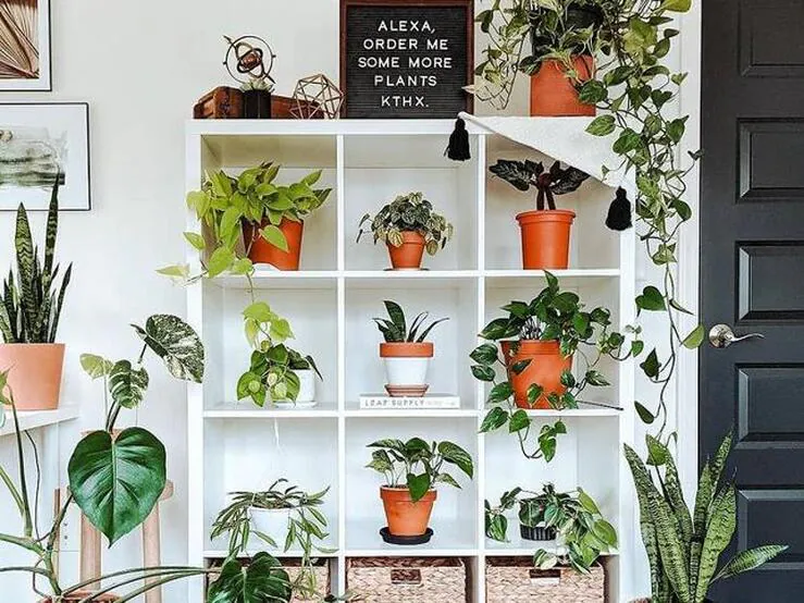 calendario celebracion Shinkan Fotos: Cómo decorar tu casa con plantas de interior: fichamos las ideas más  bonitas de Instagram en H&M Home y Amazon Home | Mujer Hoy