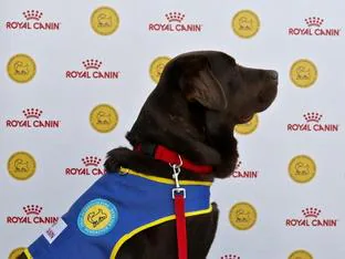 Royal Canin colabora con la Fundación Bocalán en la preparación de perros de asistencia para niños con autismo
