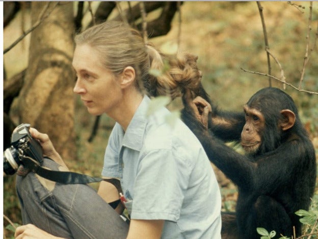 La exposición de la primatóloga Jane Goodall protagonizada por una mujer extraordinaria. Pincha para descubrir la exposición Miradas Cruzadas.