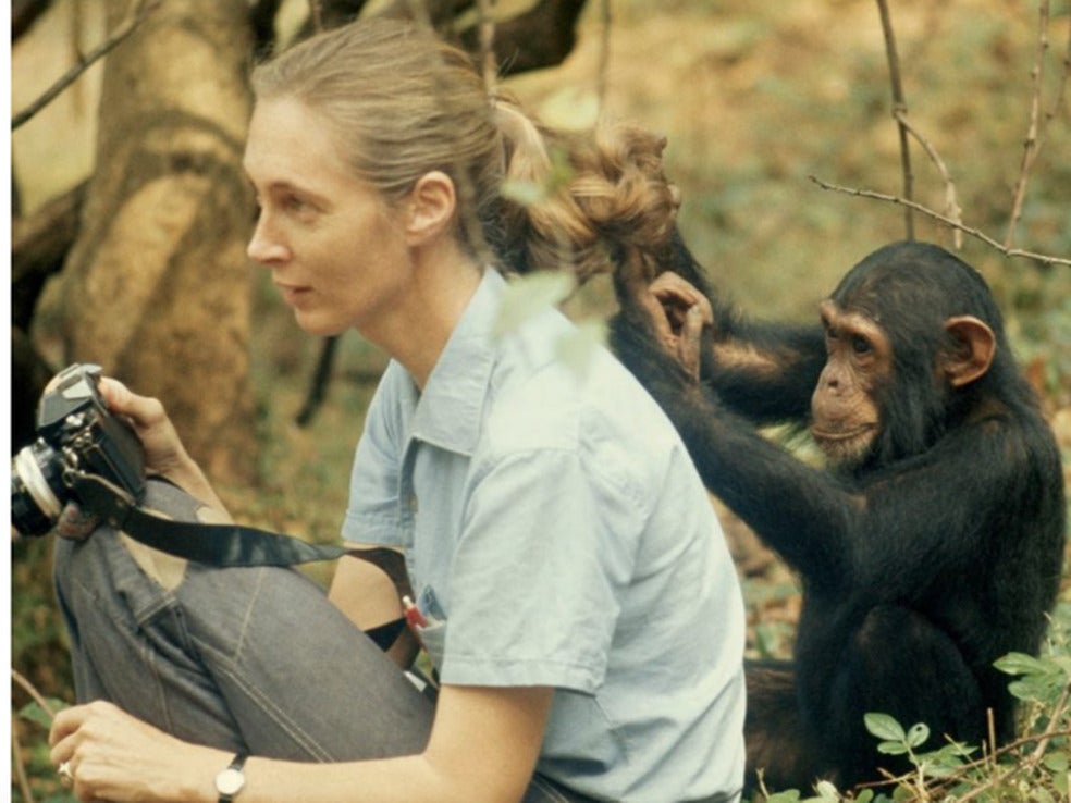 Destino San Sebastián: última llamada para ver la expo de Jane Goodall y la inauguración de la nueva escultura subterránea de Cristina Iglesias (espectacular)