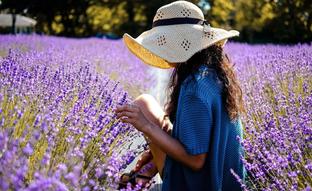 De la cúrcuma a la lavanda: las cinco mejores plantas medicinales para tratar molestias y curar