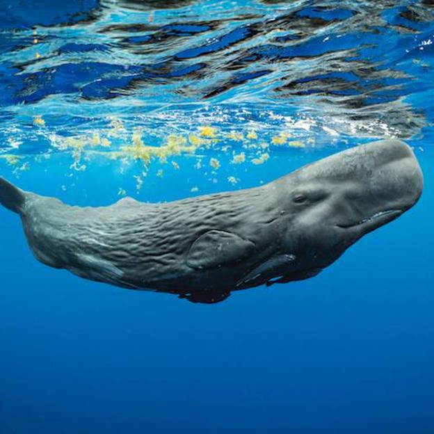 El documental que tienes que ver (con o sin niños) es Los secretos de las ballenas: emociona tanto como Titanic