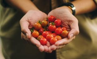 ¿Tomate cherry o tomate normal? Los antioxidantes marcan la diferencia