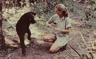 Jane Goodall, la voz de la tierra: «Soy obstinada y no voy a dejar que las corporaciones me arrinconen. Seguiré luchando por el medio ambiente»