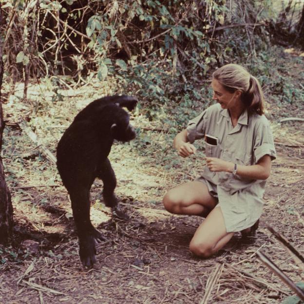 Jane Goodall, la voz de la tierra: «Soy obstinada y no voy a dejar que las corporaciones me arrinconen. Seguiré luchando por el medio ambiente»