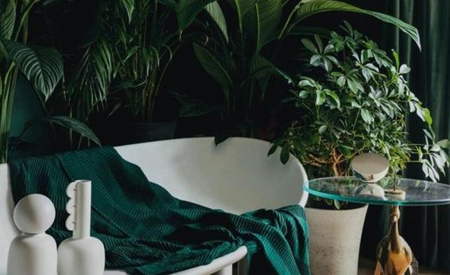 Las plantas de interior más fáciles de cuidar con las que decorar toda tu casa en invierno (incluso si tiene poca luz)