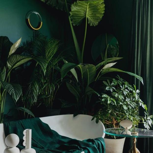 Cómo cuidar el Árbol de Jade, la planta de la abundancia que trae buena suerte, dinero y salud a tu casa