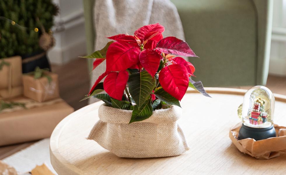 Cuándo regarla, cuánta luz necesita, dónde colocarla... Cómo cuidar la Flor de Pascua o Poinsettia, la planta más típica de Navidad, para que dure bonita todo el año