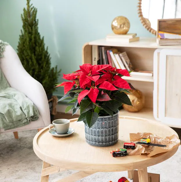 Pincha en la foto para coger ideas para decorar tu casa con flores y plantas de interior
