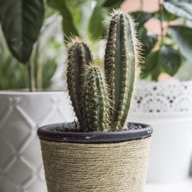 Los cactus son las plantas por excelencia que apenas requieren de cuidado para sobrevivir.