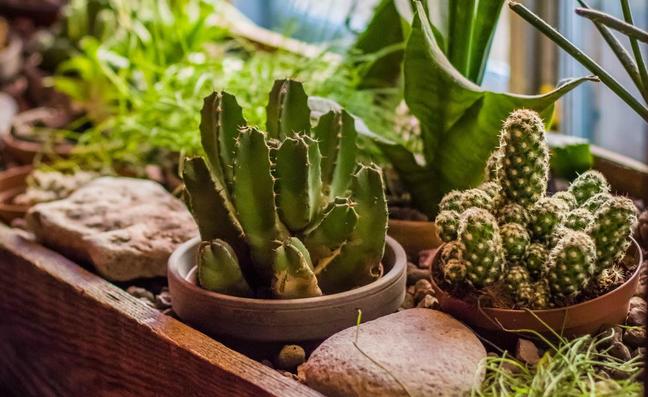 Estos son los errores que debes evitar al regar las plantas si quieres que duren mucho más tiempo