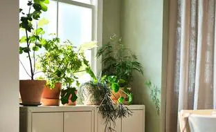 Mini plantas, la tendencia de decoración del otoño que va a arrasar porque se ha hecho viral en Instagram