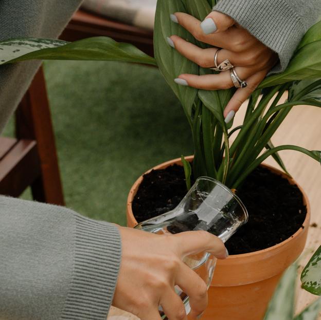 Regar las plantas y comprar de nuevas es un punto clave para renovar las energías del hogar.