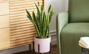 Atrévete a decorar con plantas grandes de interior para darle un toque verde a tu casa este otoño
