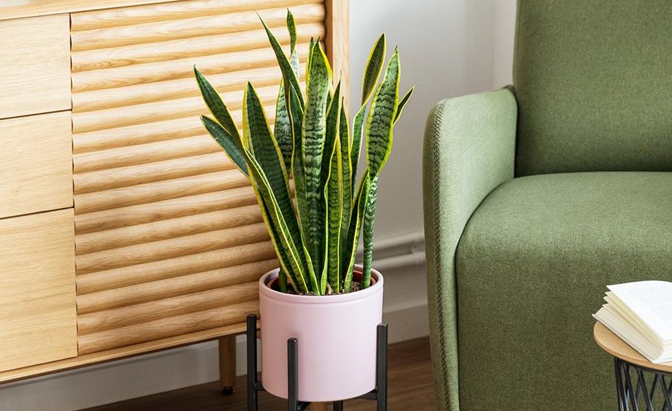 Atrévete a decorar con plantas grandes de interior para darle un toque verde a tu casa este otoño