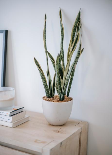 La sansevieria se adapta perfectamente a las bajas temperaturas/PEXELS