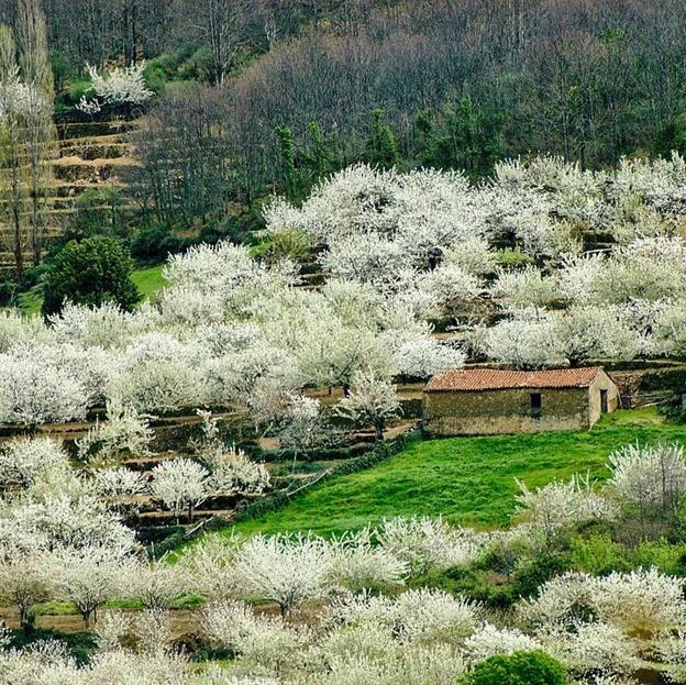 Cerezos en flor en las terrazas del Valle del Jerte. 